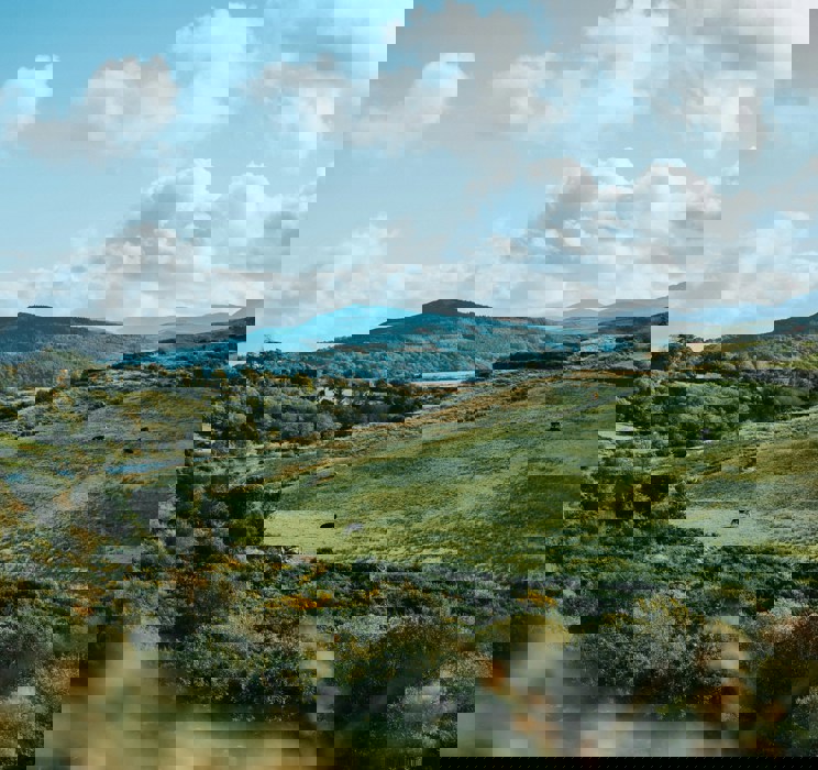 Field1 (1)