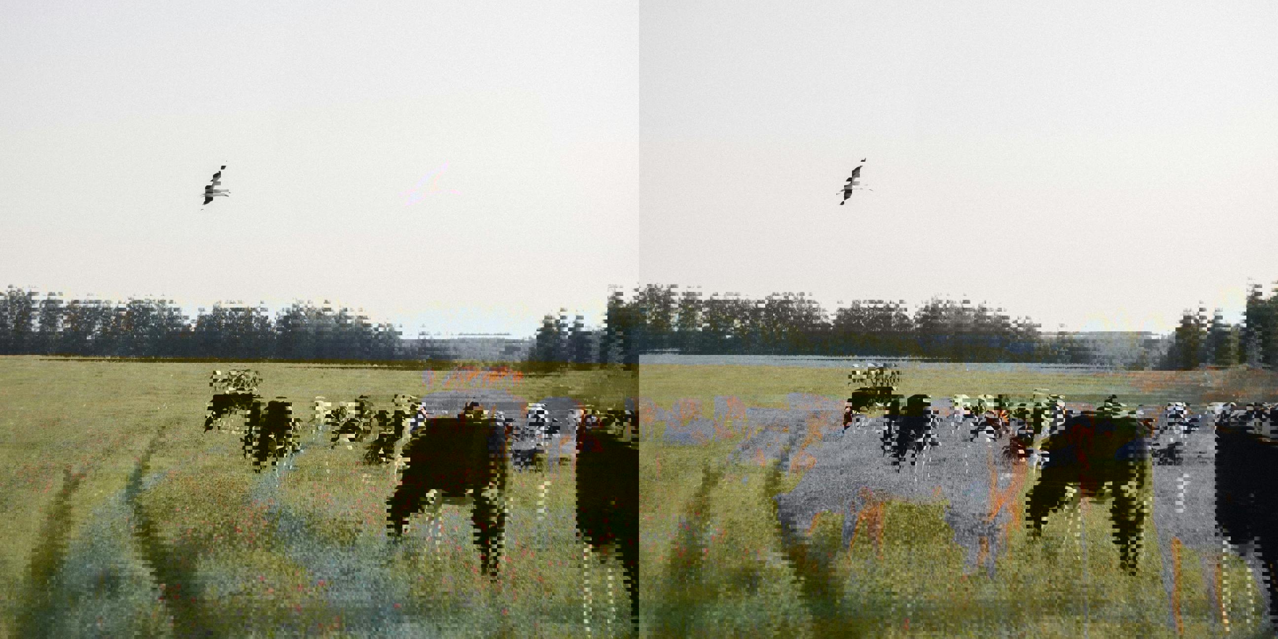 Cow2 (1)