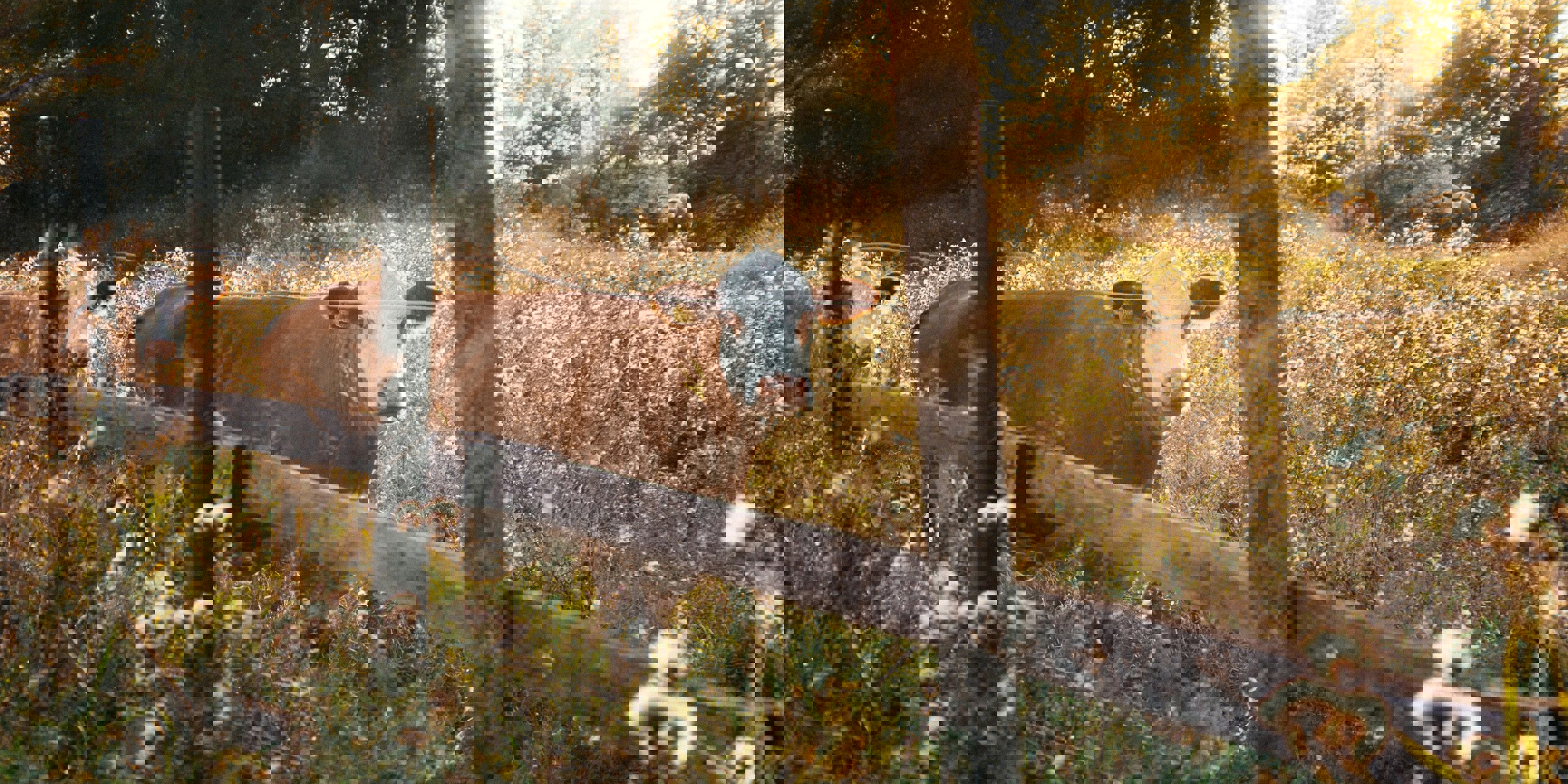 Cow 1